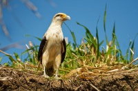 Cimango zlutavy - Milvago chimachima - Yellow-headed Caracara 7182